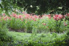 Central Park Rose Garden-斯克内克塔迪