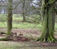 Tatton Park Country Park-纳茨福德