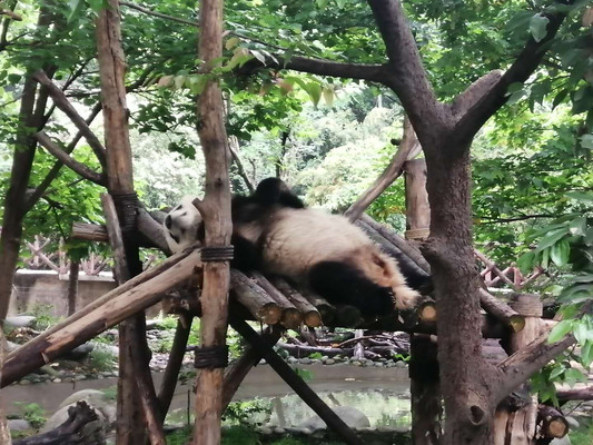 一场成都与重庆的闲适之旅