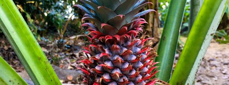 Nosy Be Travel Guide Popular Attractions In Nosy Be Tripcom