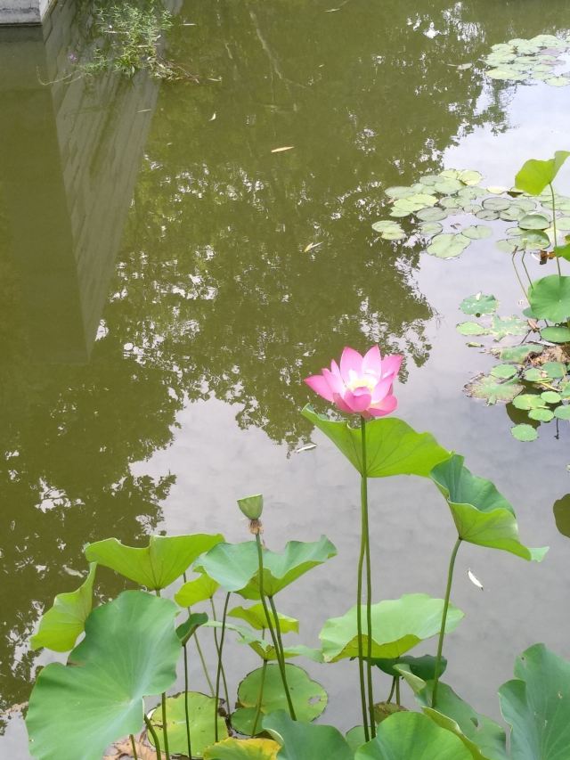 李村河生态全景示范园旅行图片