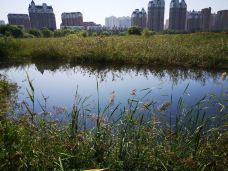 群力国家城市湿地公园-哈尔滨-远河林