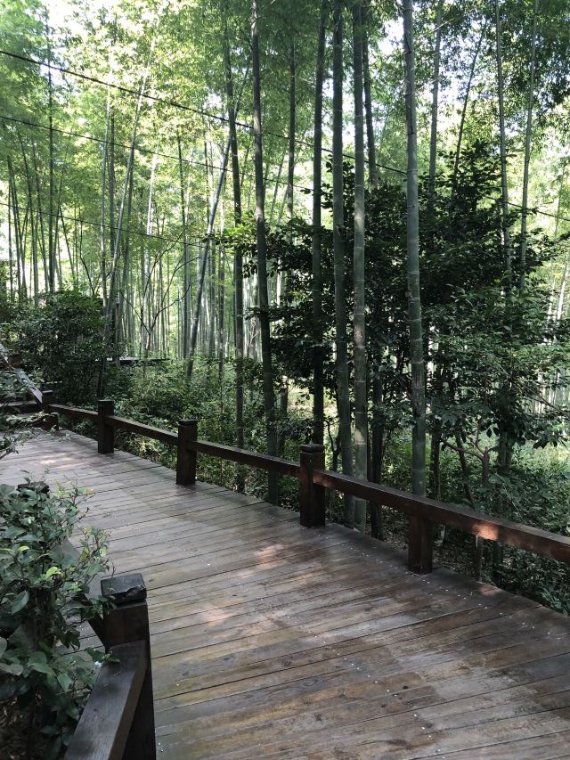 Nanshan Bamboo Sea