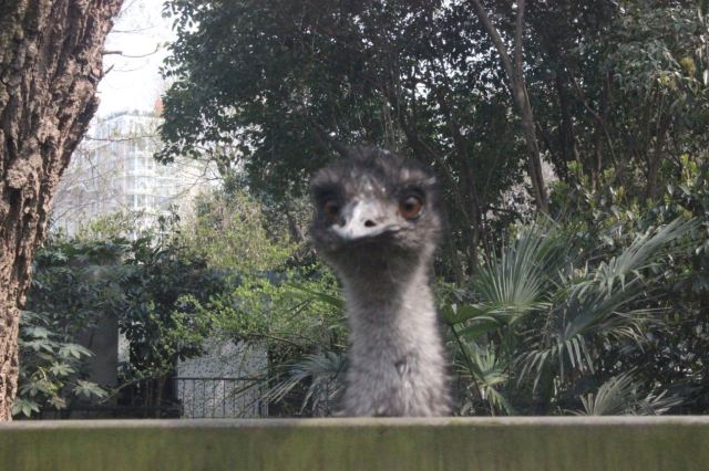 Shanghai Wild Animal Park