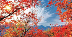 房山区游记图片] 【亲子秋游季】回归乡野，赏一场坡峰岭的红叶盛宴