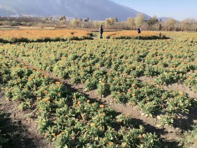雪山花海乐园旅行图片 3
