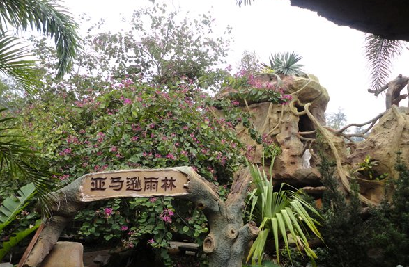亚马逊雨林