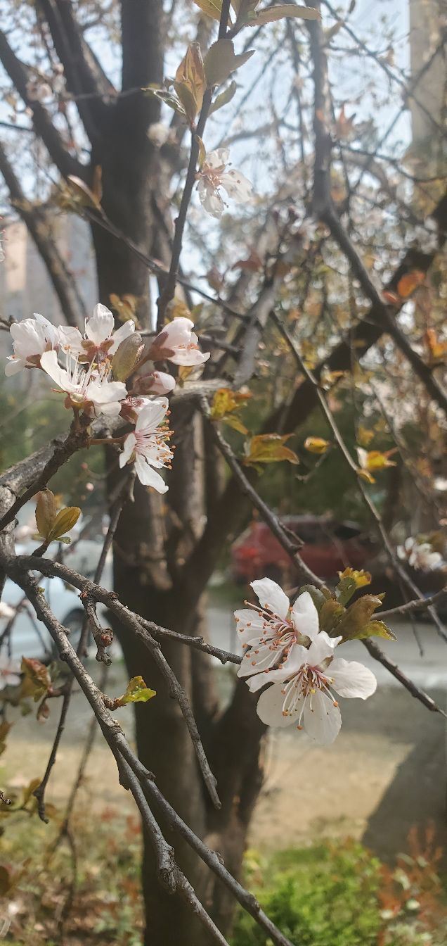 樱花园旅行图片 4