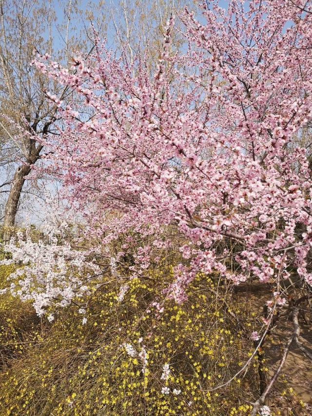 丽都花园旅行图片 4