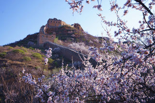 京郊周边游，金山岭长城十万亩野杏花，弥漫在人间四月天