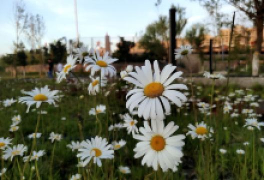 英吉沙文化中心景点图片