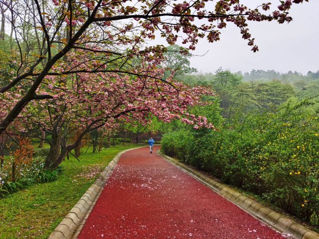 长坡岭国家森林公园旅行图片 3