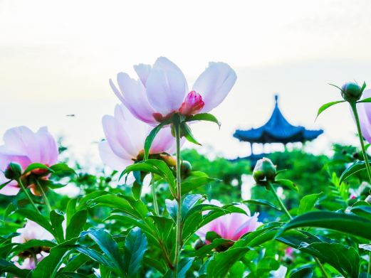 扬州芍药园