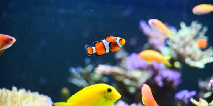 侯斯頓市中心水族館