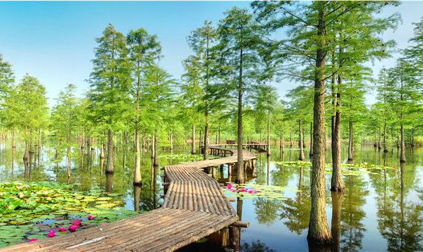 來安池杉湖國家濕地公園