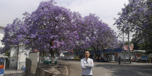 西南羁旅 娇艳无比(一)蓝花楹&凤凰花