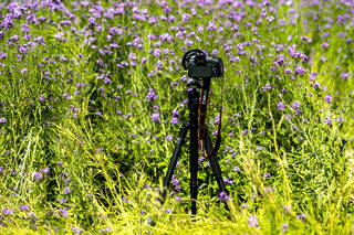 温馨紫色紫香芥