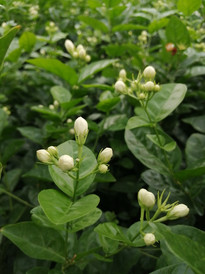 横州游记图片] 横县这些盆栽的茉莉花开得真鲜艳，很想抱一盘回家种