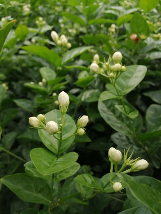 横县这些盆栽的茉莉花开得真鲜艳,很想抱一盘回家种