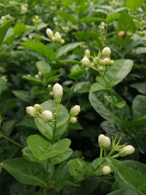 横县这些盆栽的茉莉花开得真鲜艳，很想抱一盘回家种