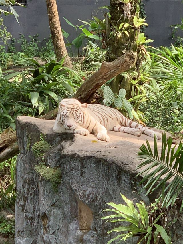 Singapore Zoo