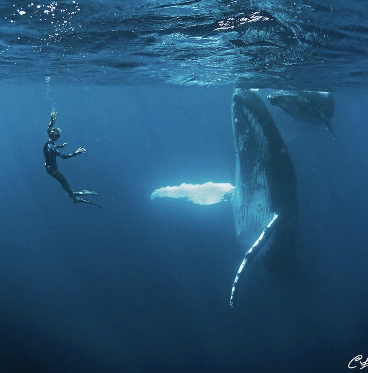 🇹🇴汤加，是世界上唯一一个能够与座头鲸共舞的国家，swim with whales的守则也是十分克制
