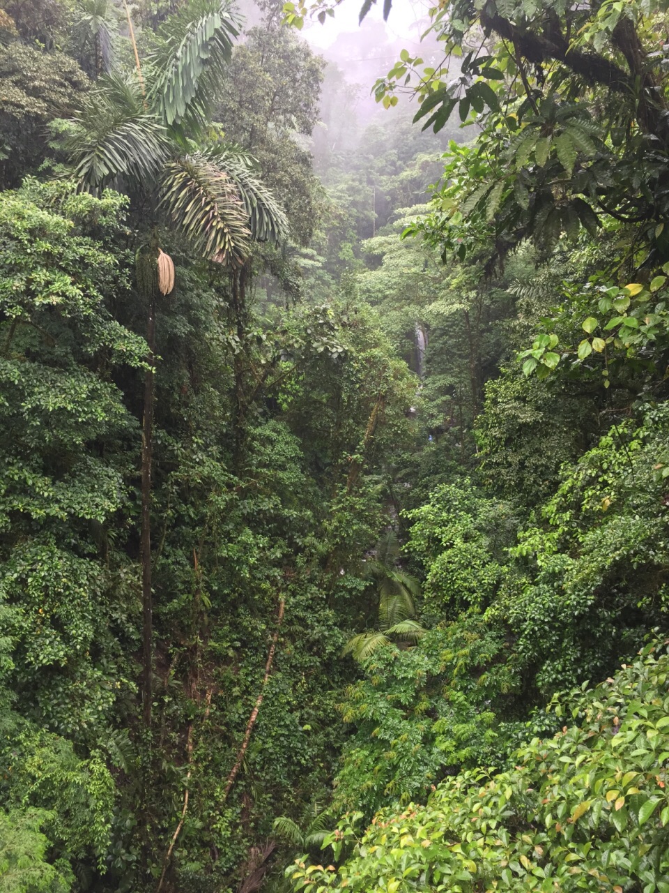 哥斯达黎加之热带雨林行