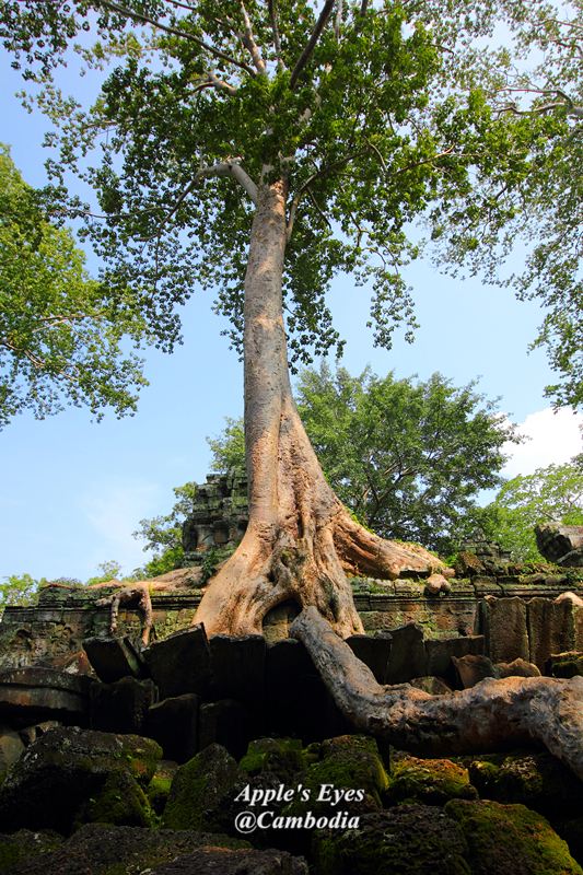 Ta Prohm