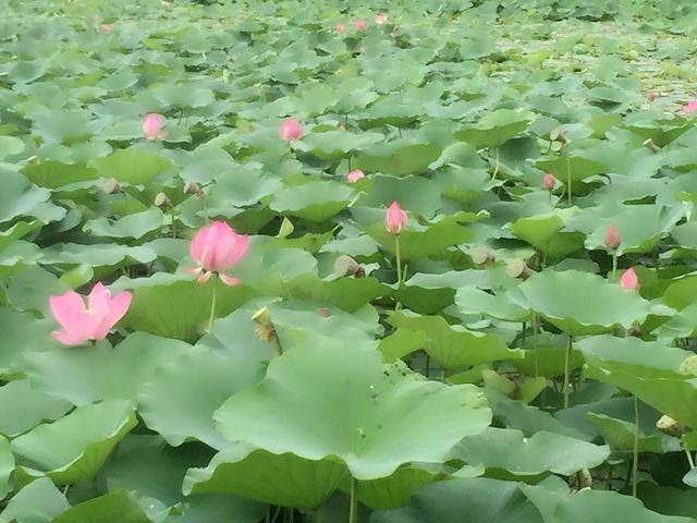 이용산 관광지