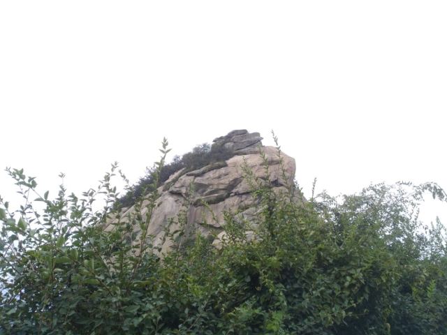수탉 산