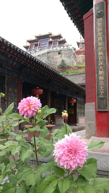 圓照寺