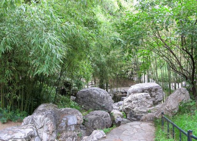 Purple Bamboo Park