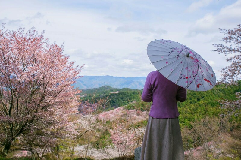 在寒冷的冬日，我怀念吉野山漫山遍野的樱花。