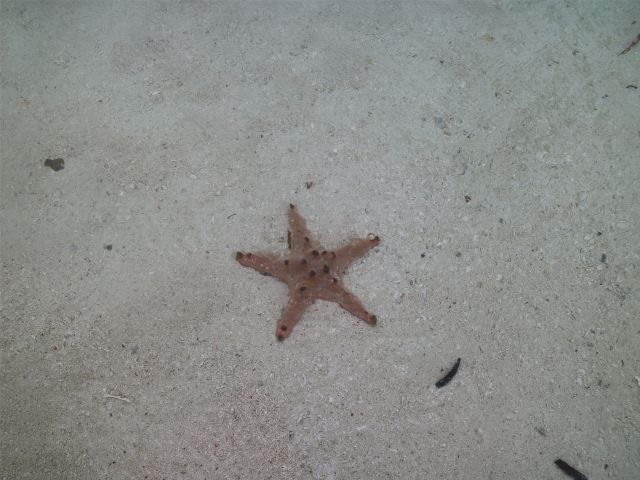 Virgin Island