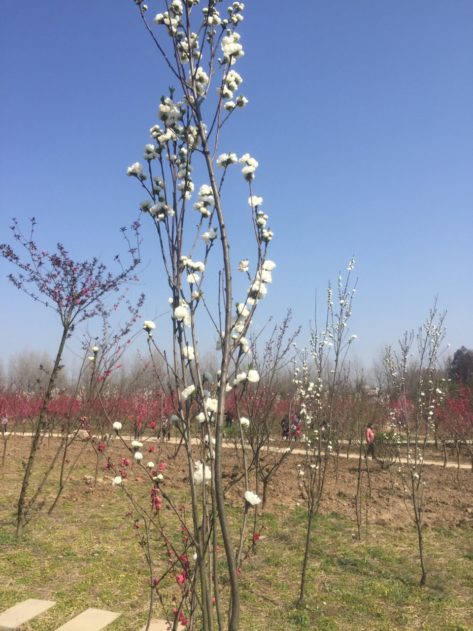 桃花源里，桃花处处开，千姿百态。令人陶醉！