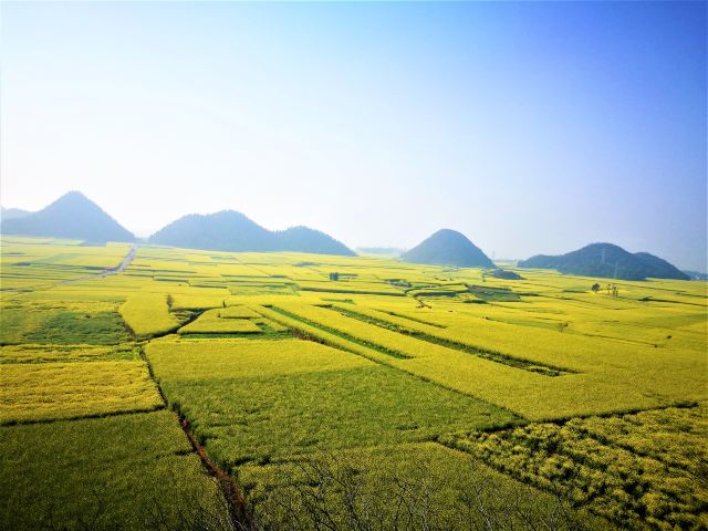 Luoping Canola Flower Ocean