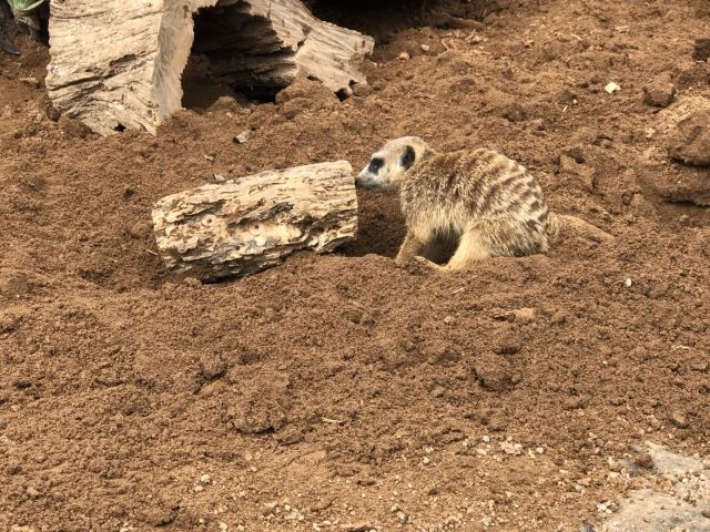 Auckland Zoo