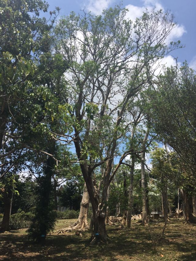 墾丁國家森林遊樂區