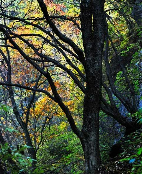 左权县龙泉森林公园美景