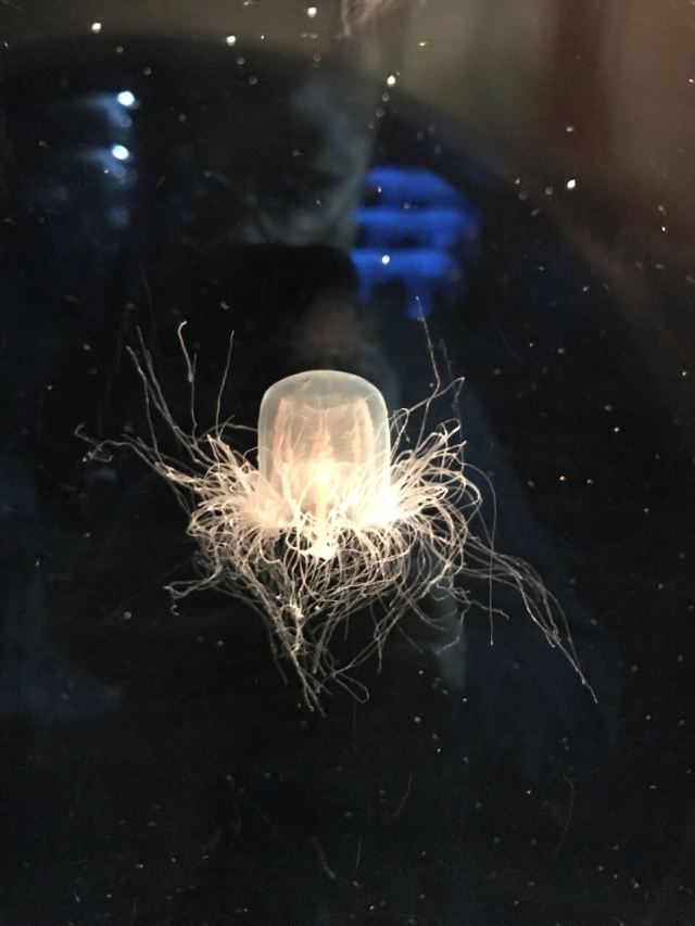 가이유칸 수족관