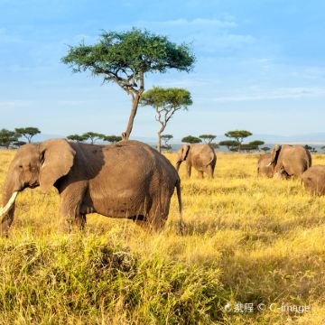 肯尼亚内罗毕+安博塞利+马赛马拉国家保护区+奈瓦沙+纳库鲁9日7晚拼小团