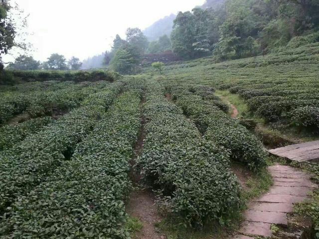 몽정산