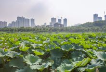 桃花潭公园景点图片