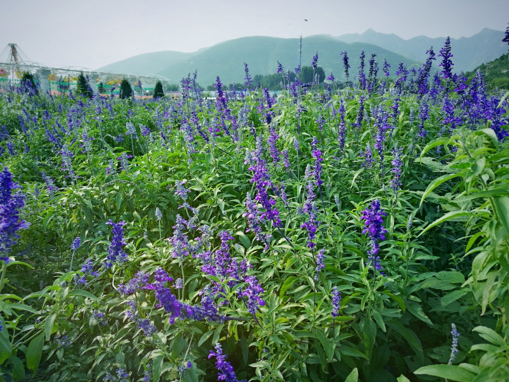 野三坡，薰衣草庄园