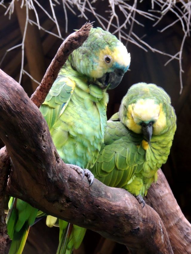 Chimelong Bird Park