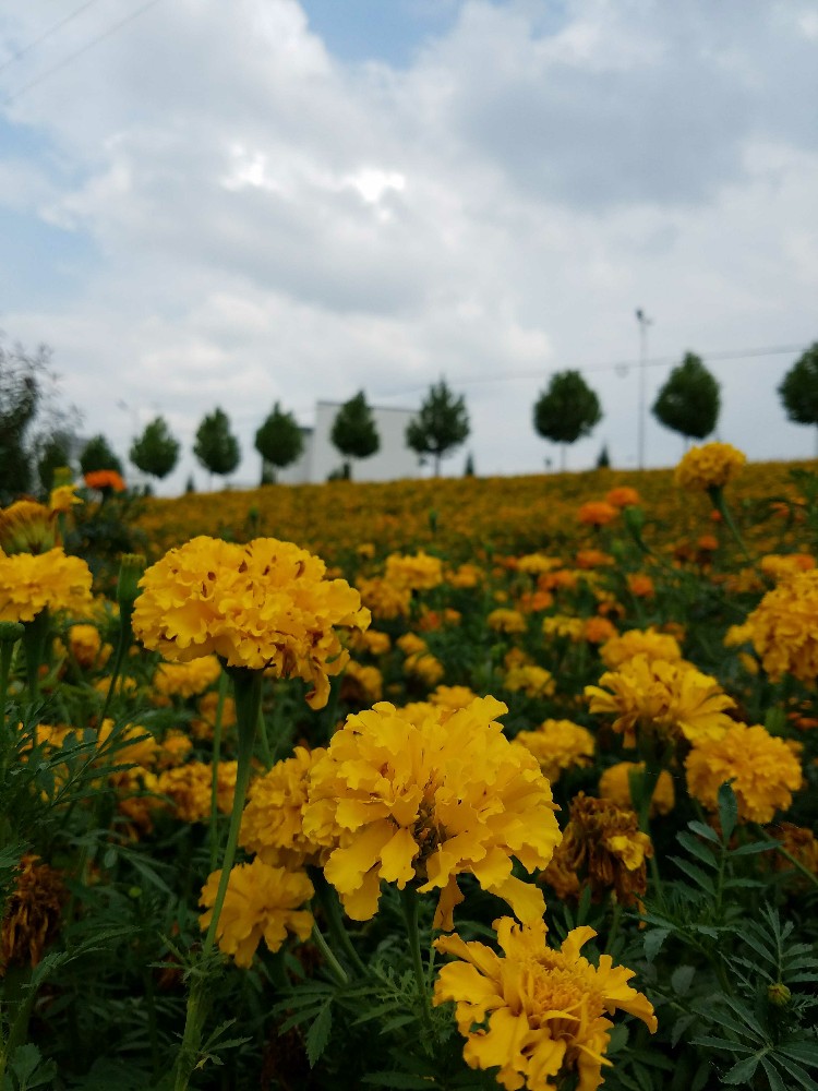 永靖漂亮的花海。