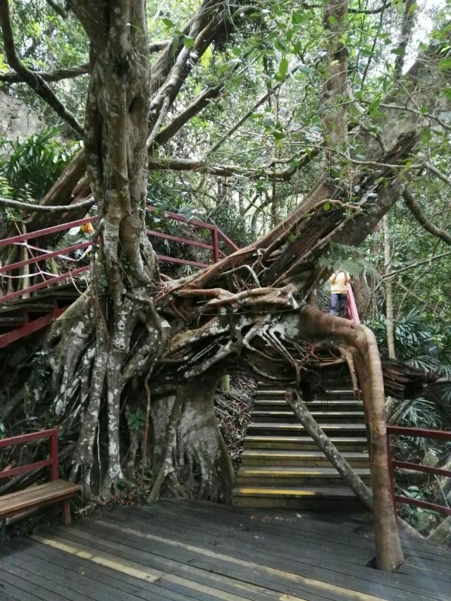Wuzhishan Tropical Rainforest