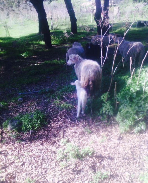 Azienda Agricola Abbafritta