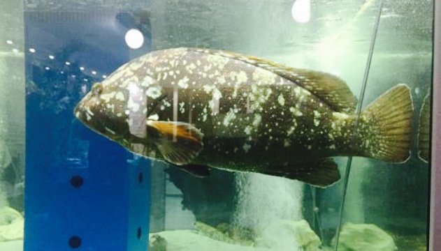 Ristorante-Pizzeria Il Rombo