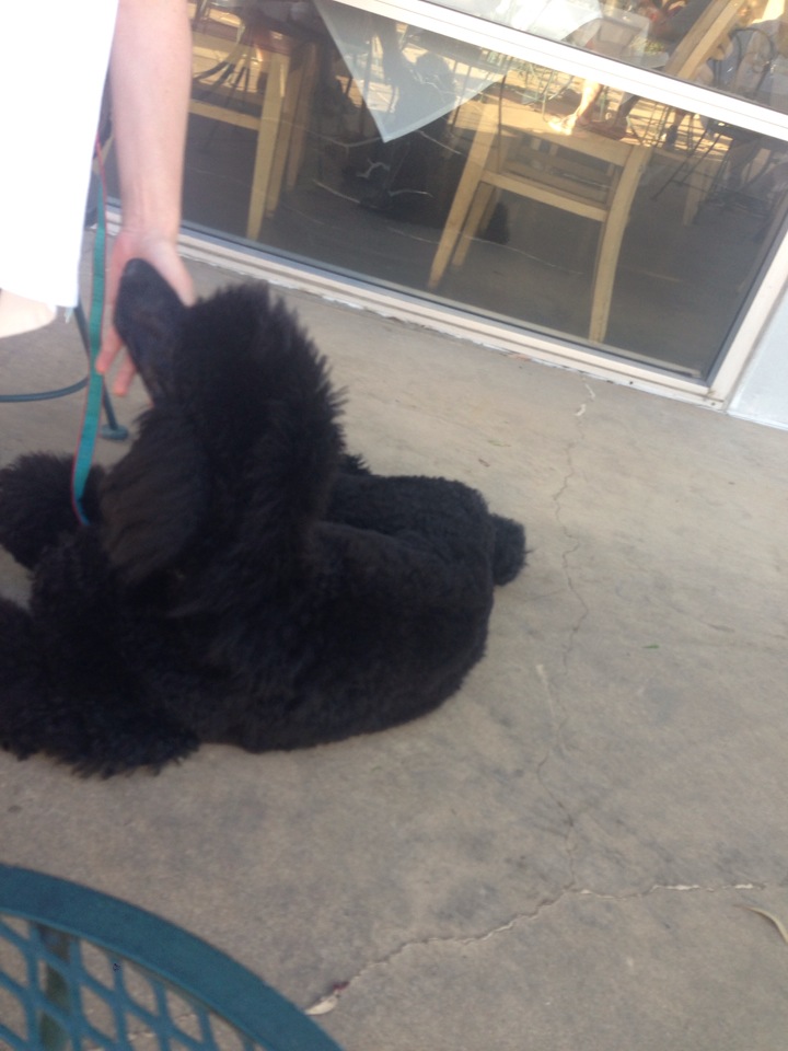 Spumoni Italian Cafe & Pizzeria